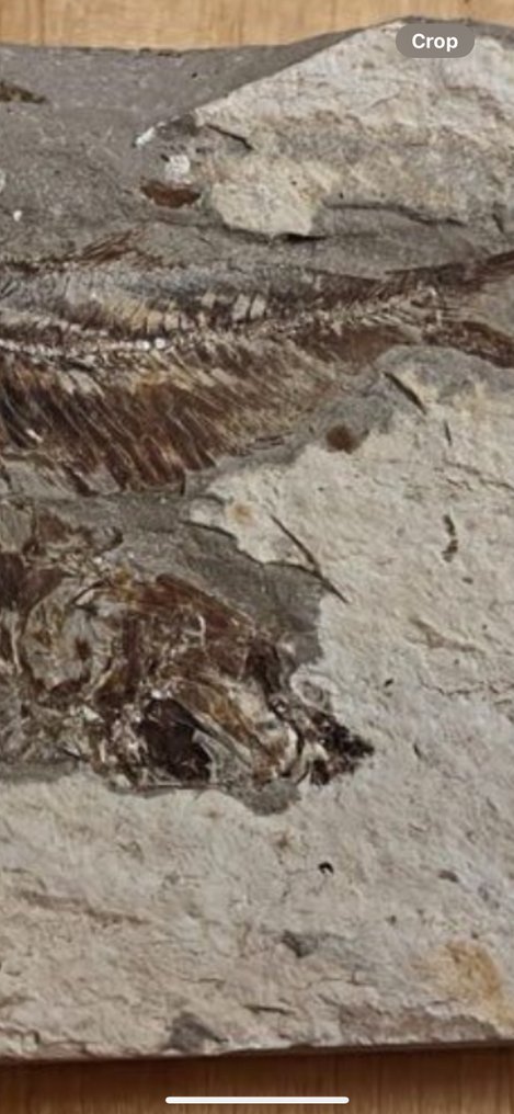 Fish - Fossil plate matrix - Armigatus - 14 cm - 8 cm #2.1