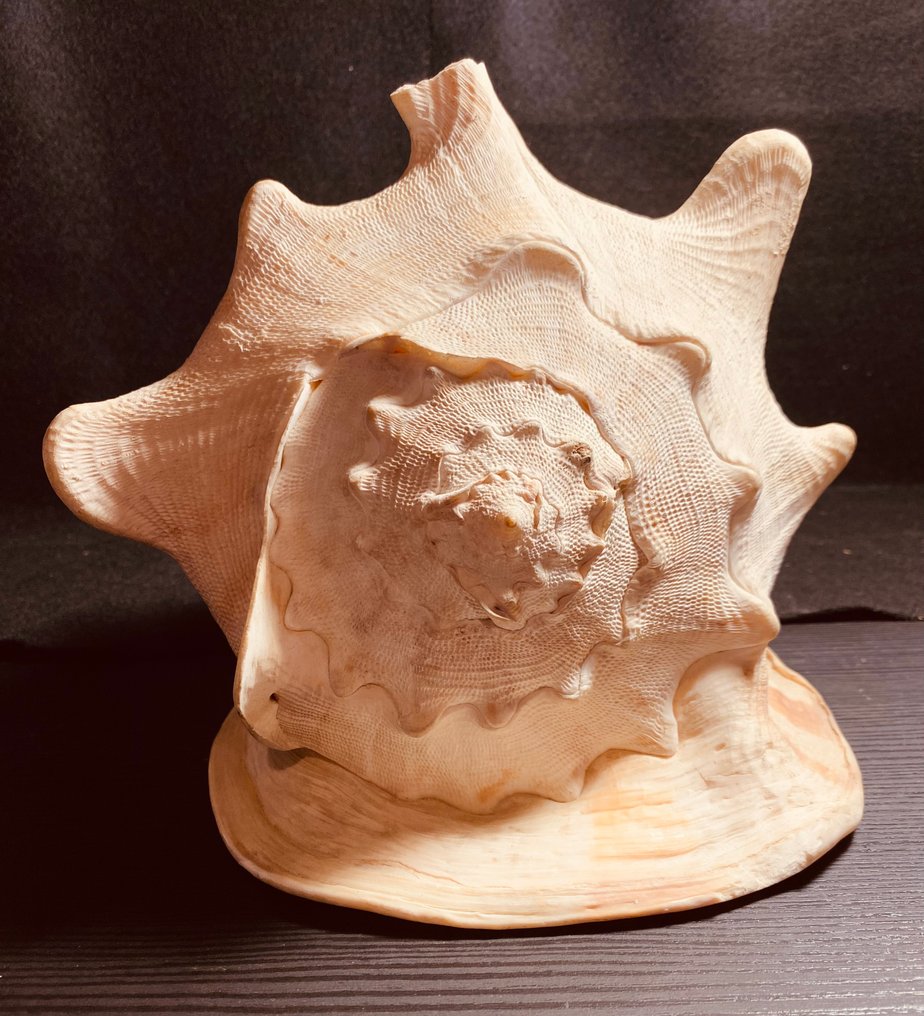 Conch Sea shell - Strombi gigas (No Reserve Price) #1.0