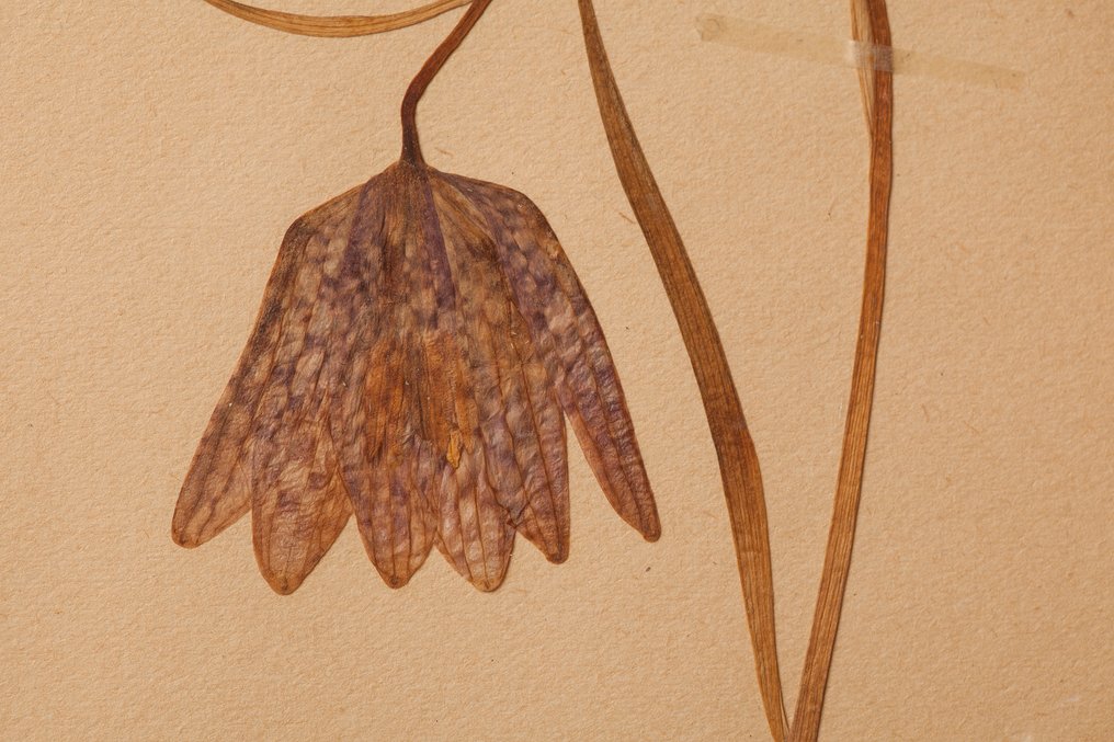 Not applicable - 1 Card #4.3