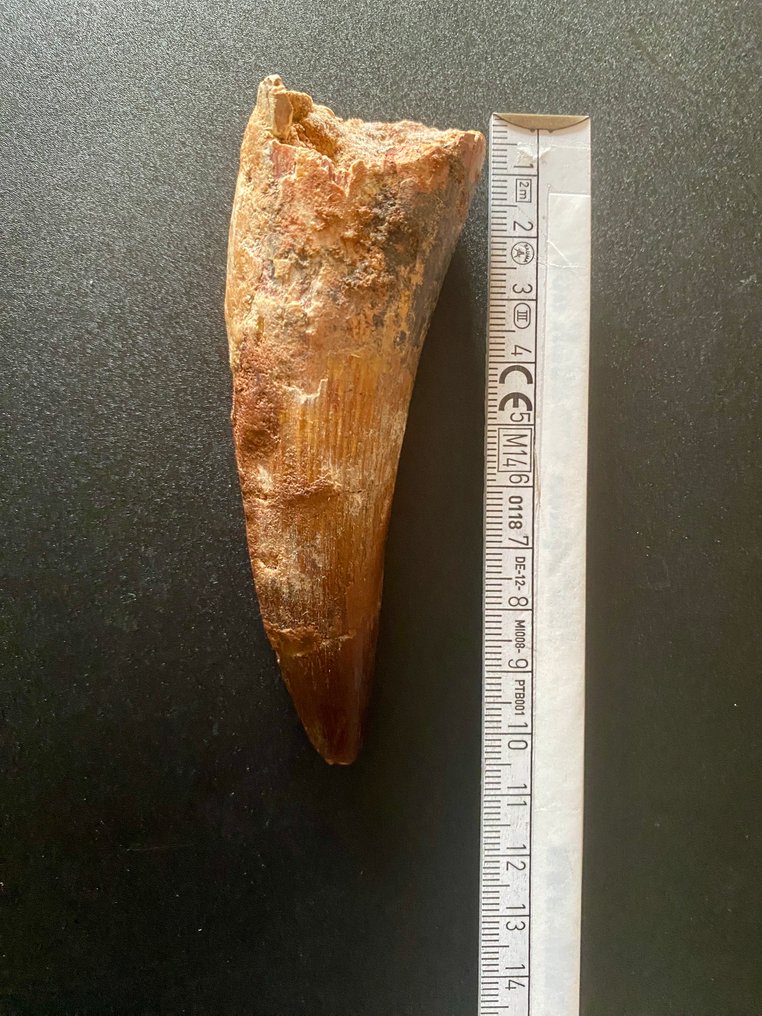 Spinosaurus - Fossil tand - 105 mm - 35 mm #3.2