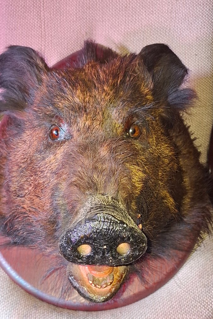 Maiale selvatico Allestimento tassidermico a parete - Sus Scrofa - 65 cm - 31 cm - 78 cm - 1 #2.1