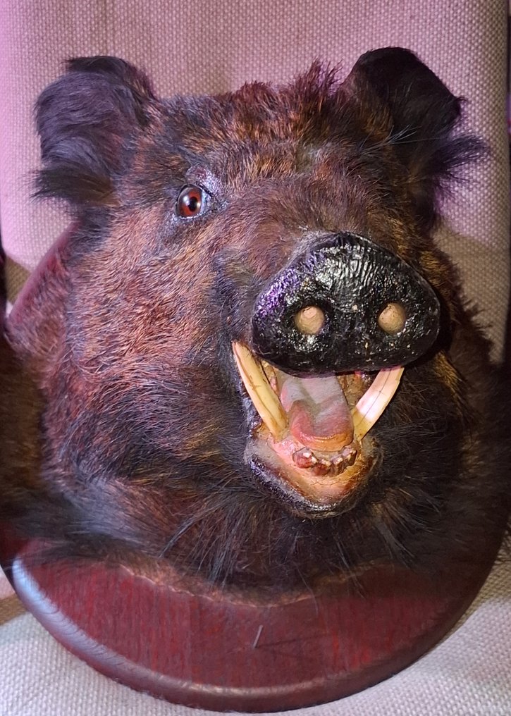 Maiale selvatico Allestimento tassidermico a parete - Sus Scrofa - 65 cm - 31 cm - 78 cm - 1 #1.0