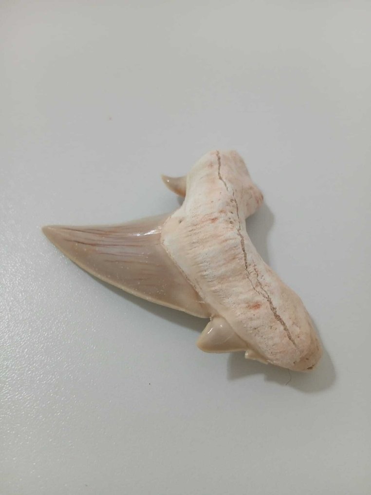 Enormous teeth of Otodus shark - Fossil tooth - otudus obliquus - 8 cm - 4 cm (No reserve price) #3.2