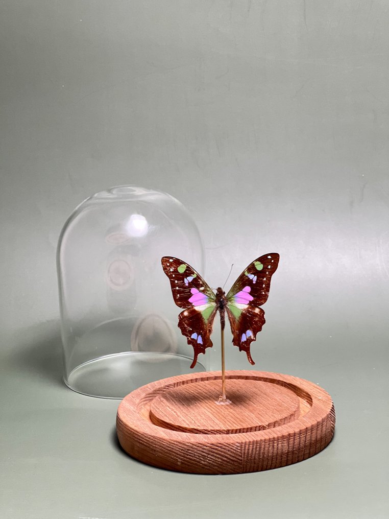 Farfalla Allestimento tassidermico a corpo intero - Graphium weiskei - 13.5 cm - 11.5 cm - 11.5 cm - Specie non CITES - 1 #1.0