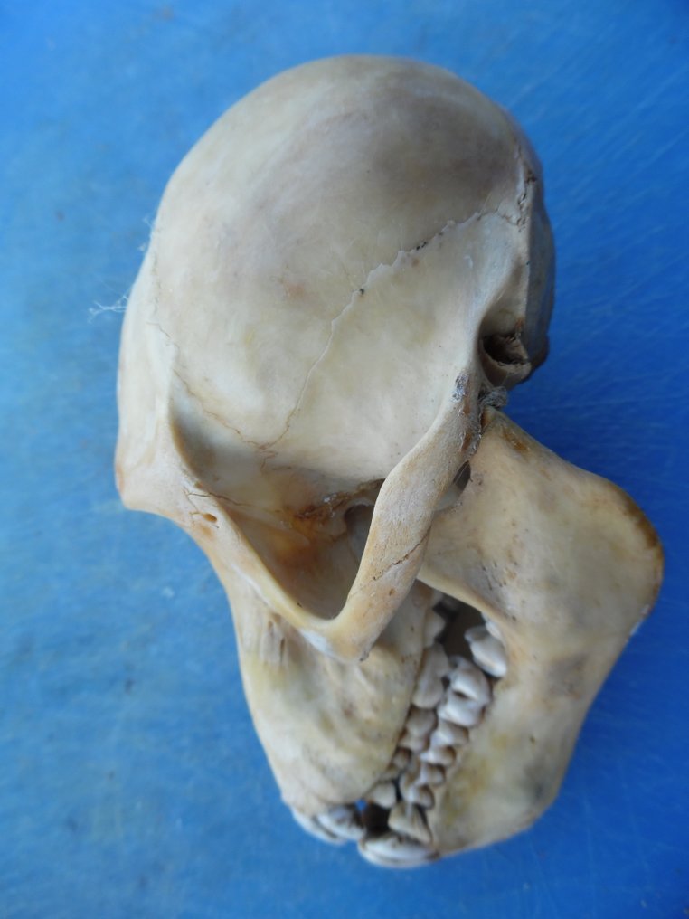 狒狒 頭骨 - Papio anubis - with proof of legal origin - 6 cm - 6 cm - 11 cm- CITES 附件2 - 歐盟內附件B #2.1