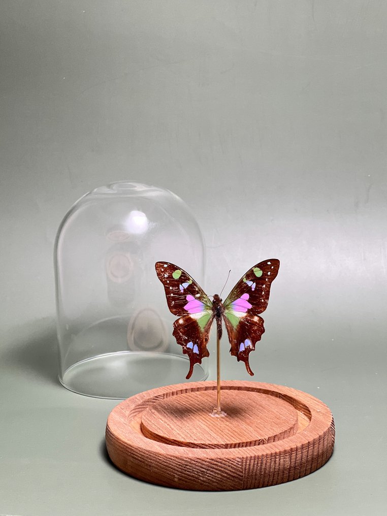 Farfalla Allestimento tassidermico a corpo intero - Graphium weiskei - 13.5 cm - 11.5 cm - 11.5 cm - Specie non CITES - 1 #3.2