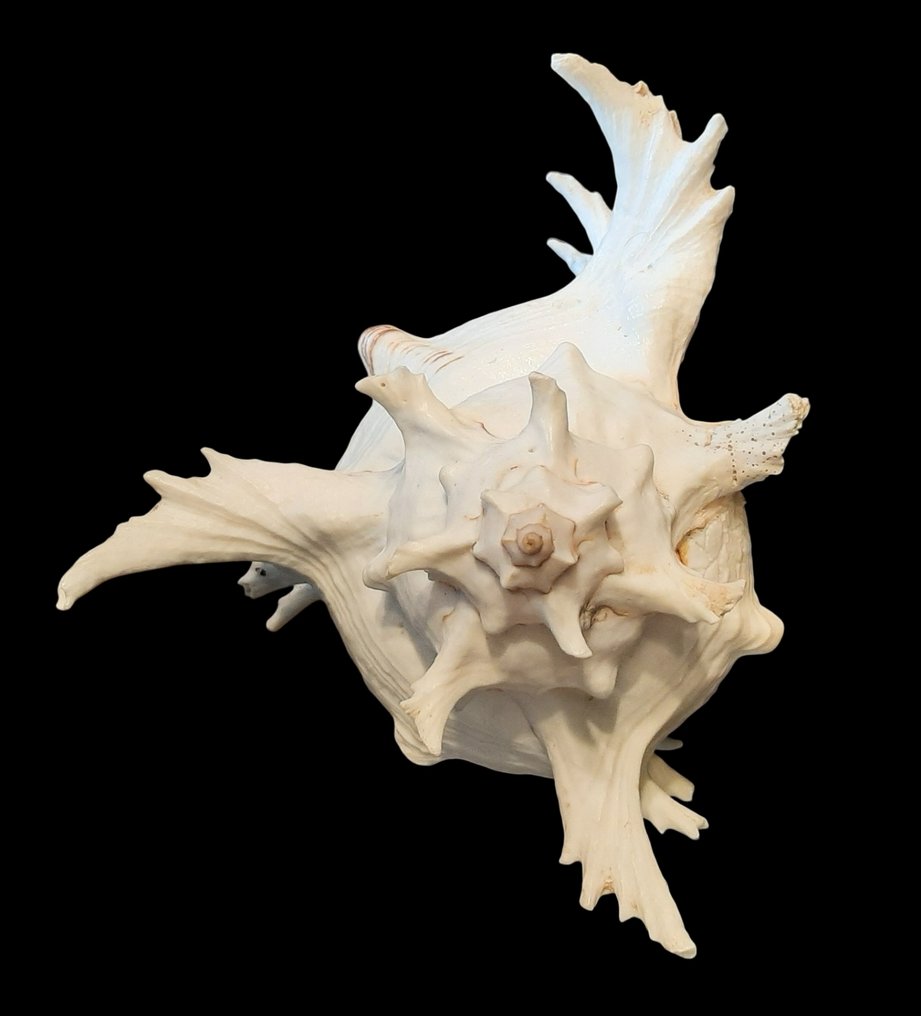 刺蜗牛（Murex） 海贝 - Chircoreus ramosus (Linnaeus, 1758)  (没有保留价) #3.2