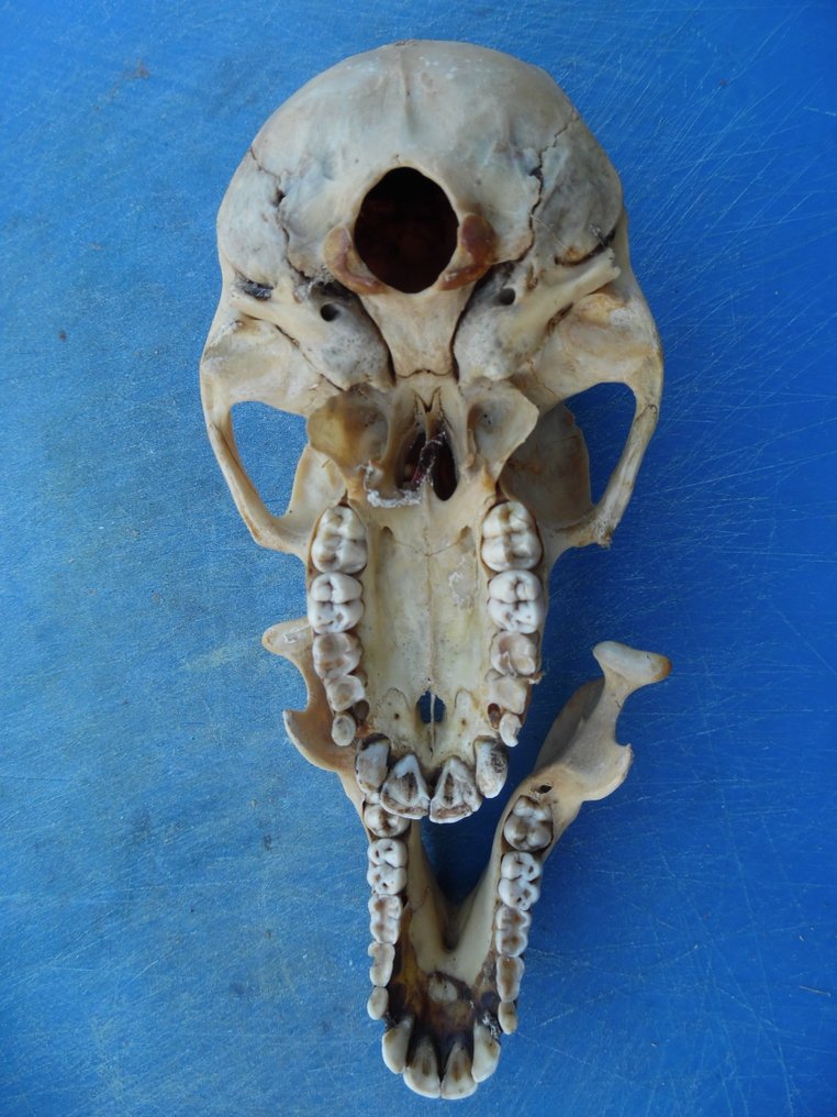 狒狒 頭骨 - Papio anubis - with proof of legal origin - 6 cm - 6 cm - 11 cm- CITES 附件2 - 歐盟內附件B #4.3