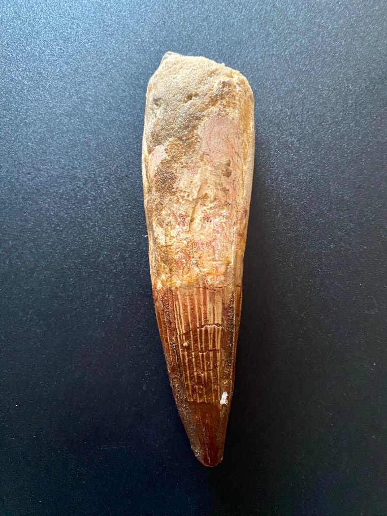Spinosaur - Fossil tooth - 130 mm - 35 mm #1.0