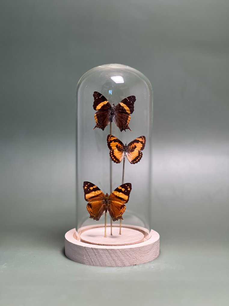 Falena Allestimento tassidermico a corpo intero - Antanartia schaeneia - Byblia anvatara -Hypanartia lethe - 20 cm - 12 cm - 12 cm - Specie non CITES - 1 #4.3