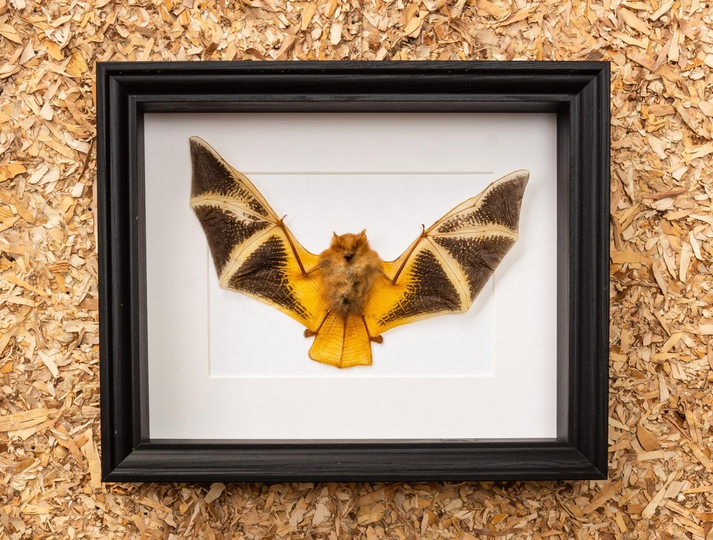 Pipistrello vesper dipinto - incorniciato Allestimento tassidermico a corpo intero - Kerivoula picta - 23,5 cm - 28 cm - 6 cm - Specie non CITES #1.0