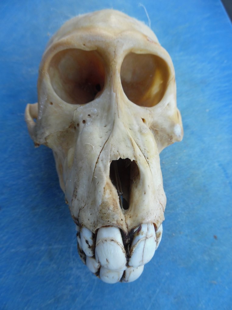 狒狒 頭骨 - Papio anubis - with proof of legal origin - 6 cm - 6 cm - 11 cm- CITES 附件2 - 歐盟內附件B #1.0