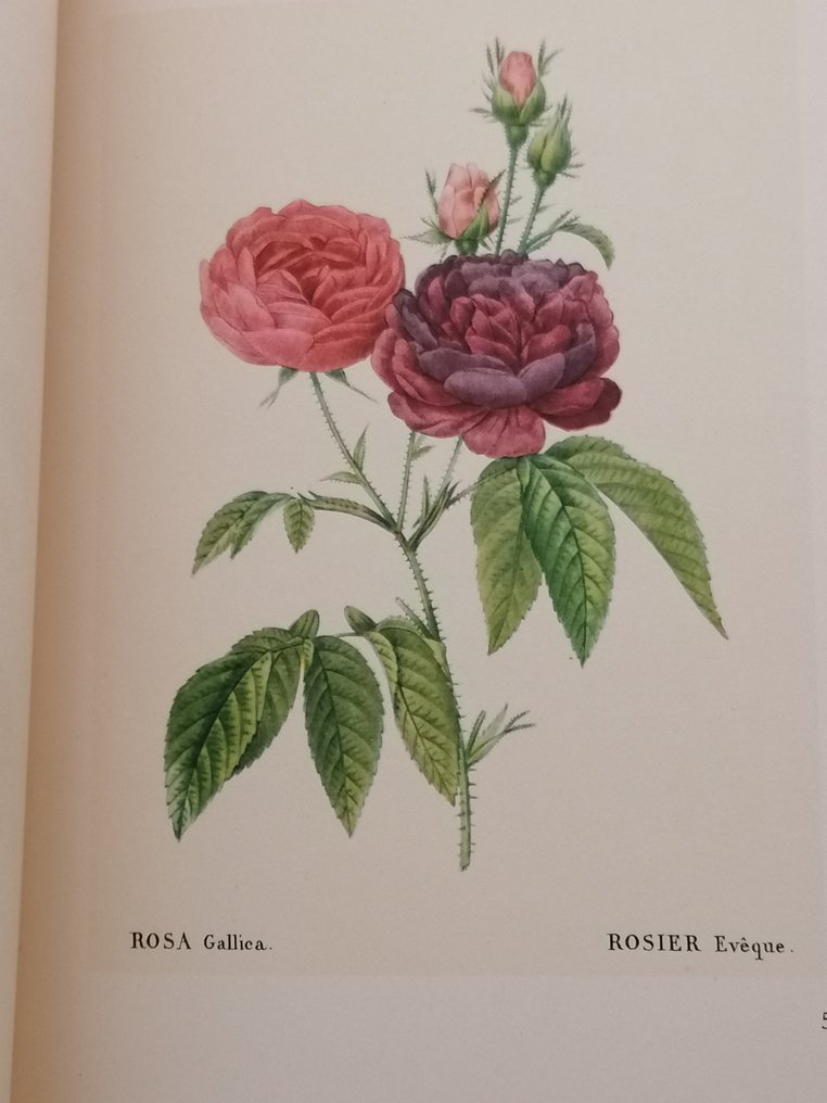 Pierre-Joseph Redouté; Introduction Manfred Hausmann; Translation Eugène Bestaux - Roses de Redouté - 1956 #3.2
