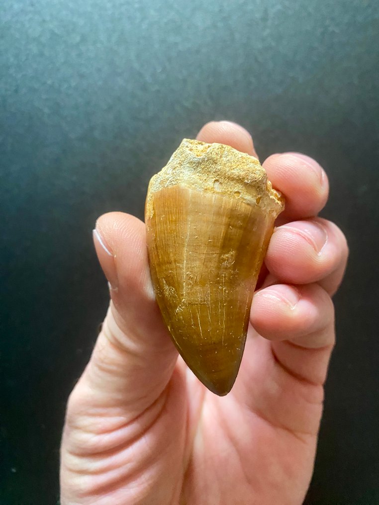 Carcharodontosaurio - Diente fósil - 55 mm - 35 mm #1.0