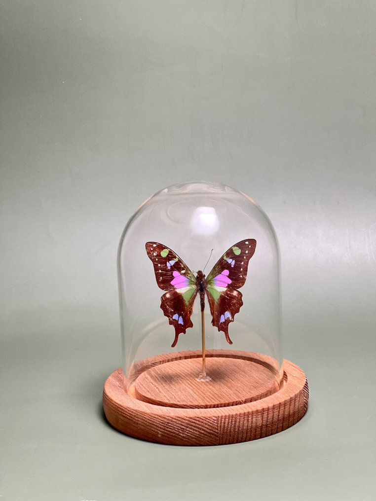 Farfalla Allestimento tassidermico a corpo intero - Graphium weiskei - 13.5 cm - 11.5 cm - 11.5 cm - Specie non CITES - 1 #4.3