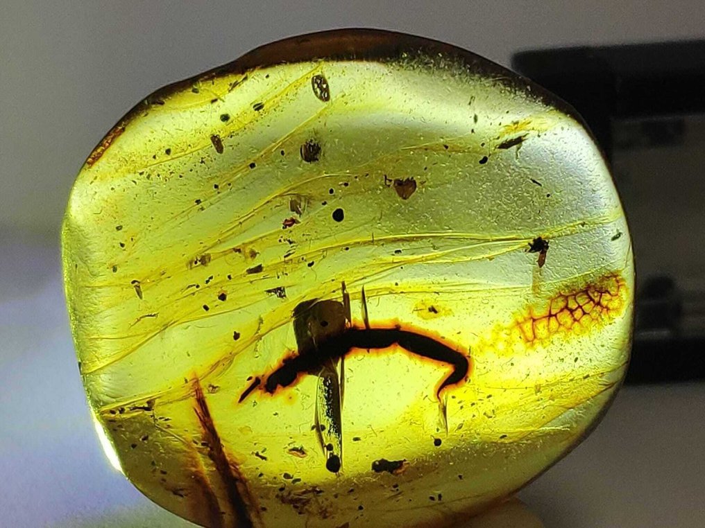 Uma descoberta rara! Uma cauda de escorpião em âmbar dourado de Mianmar. - Cabochão fóssil - 21.7 mm - 15.9 mm  (Sem preço de reserva) #2.1