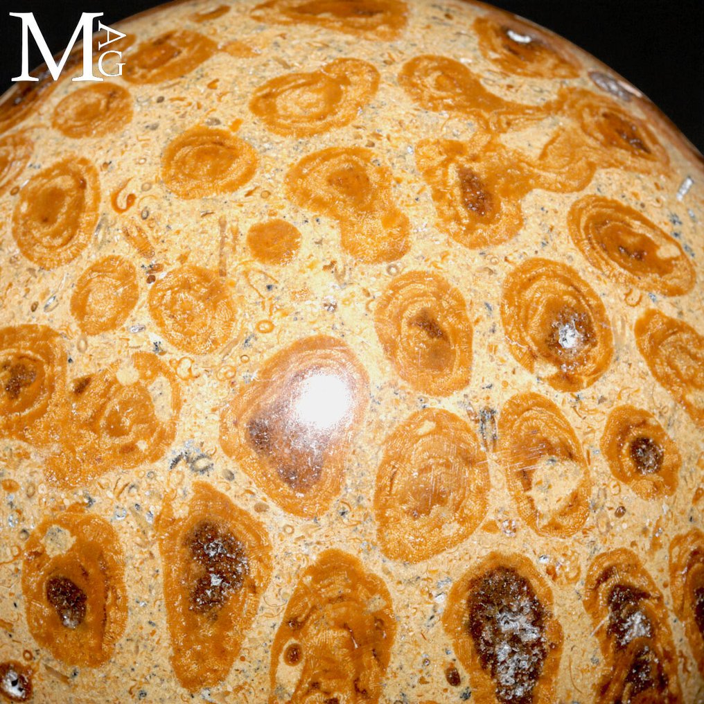 Fossil Coral Spheres - Carved Madreporic Fossil Coral - Height: 90 mm - Width: 90 mm- 1060 g #3.2
