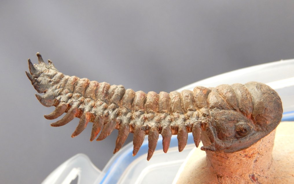 Trilobit - Fossiles Skelett - Crotalocephalus gibbus - 11 cm - 11 cm #4.3