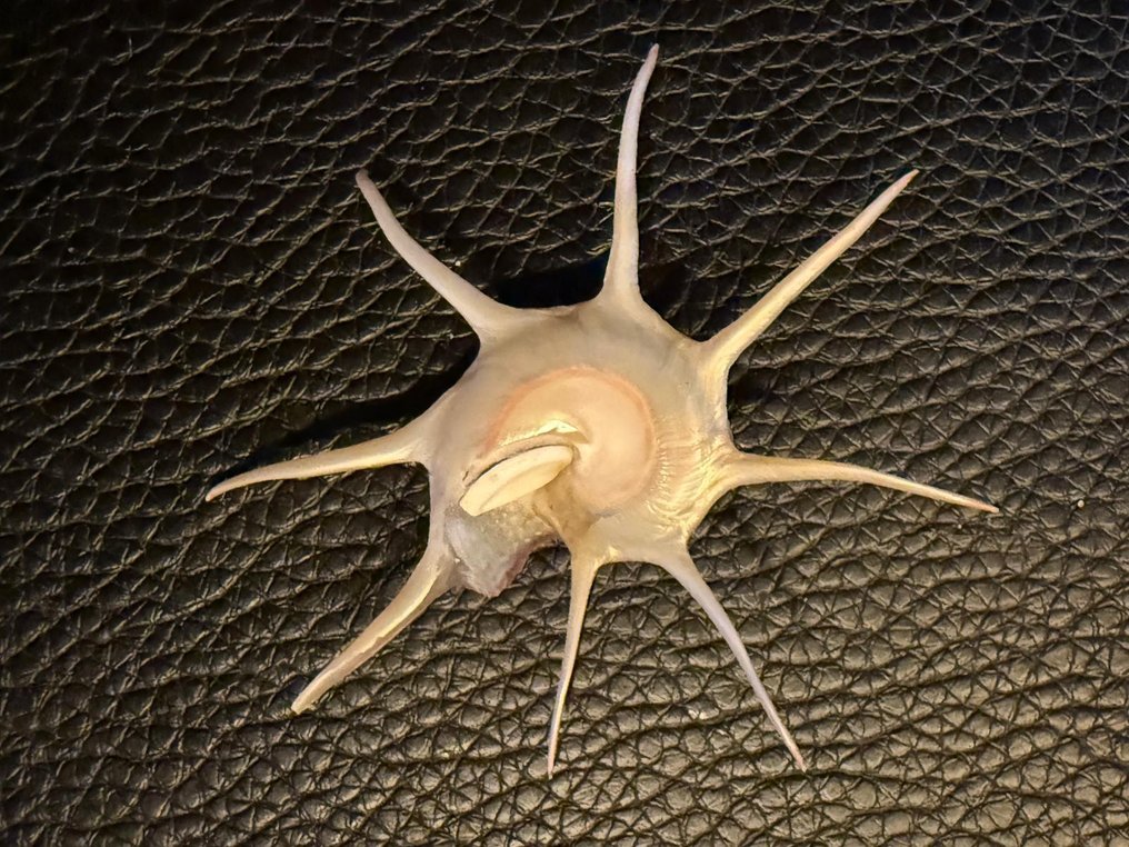 Zeeslak Schelpdier - Guildfordia Yoka  (Zonder Minimumprijs) #2.1