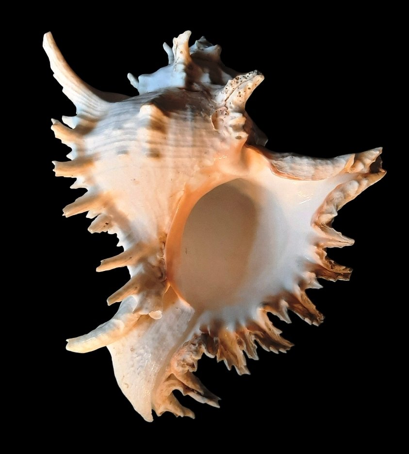 刺蜗牛（Murex） 海贝 - Chircoreus ramosus (Linnaeus, 1758)  (没有保留价) #4.3