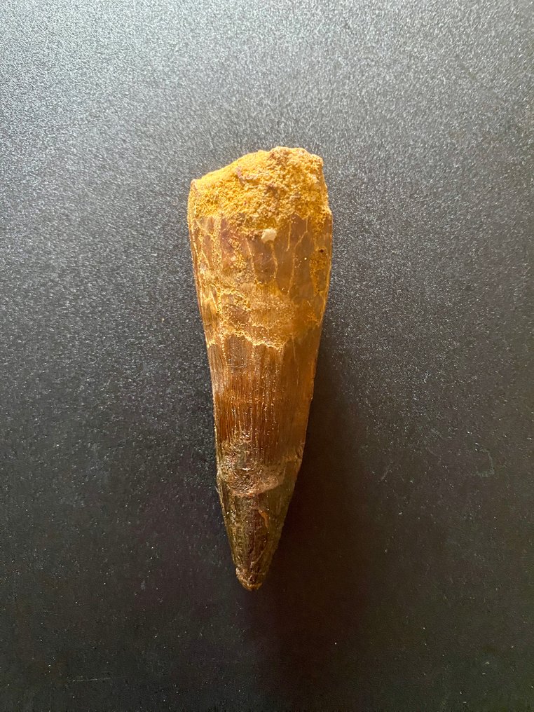 帆棘龙 - 牙齿化石 - 85 mm - 30 mm #2.1