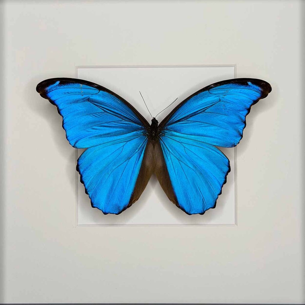 Farfalla Allestimento tassidermico a corpo intero - Morpho didius - 27 cm - 27 cm - 6 cm - Specie non CITES - 1 #2.1