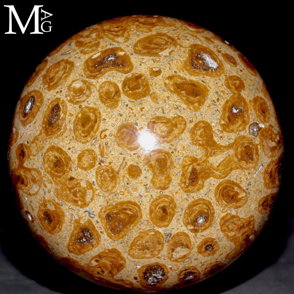 Fossil Coral Spheres - Carved Madreporic Fossil Coral - Height: 90 mm - Width: 90 mm- 1060 g #1.0