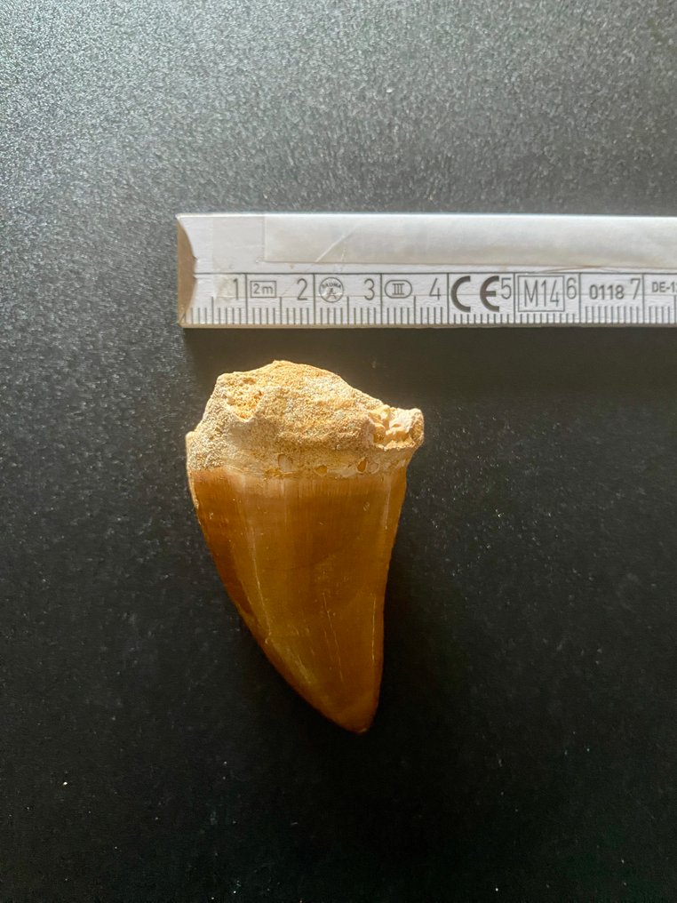 Carcharodontosaurio - Diente fósil - 55 mm - 35 mm #4.3