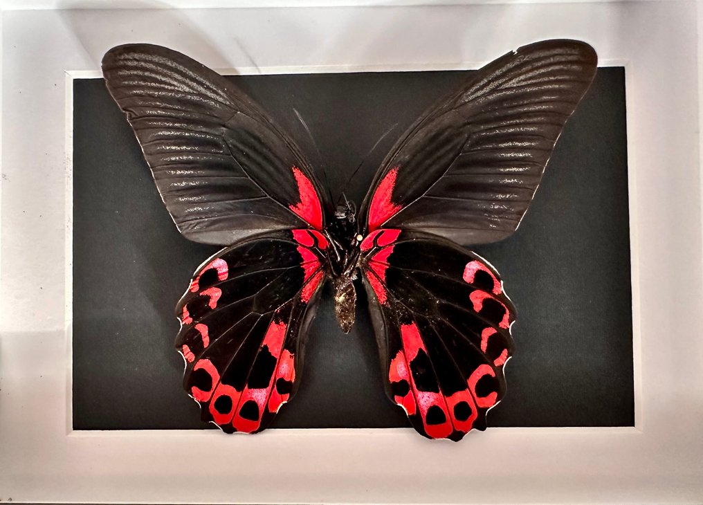 Farfalla Allestimento tassidermico a corpo intero - Papilio Rumanzovi - 15 cm - 20 cm - 4.5 cm - Specie non CITES #4.3