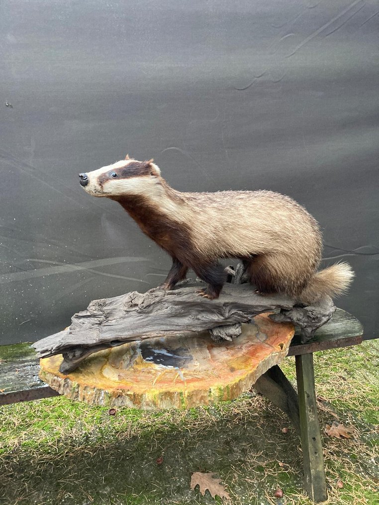 Tasso Allestimento tassidermico a corpo intero - Meles Meles - 56 cm - 85 cm - 28 cm - Specie non CITES - 1 #1.0