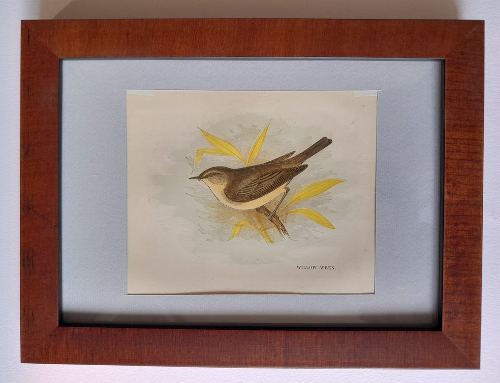 Anne Pratt - A set of ten mounted and framed original plates from "Our native Songsters" by Anne Pratt #4.3