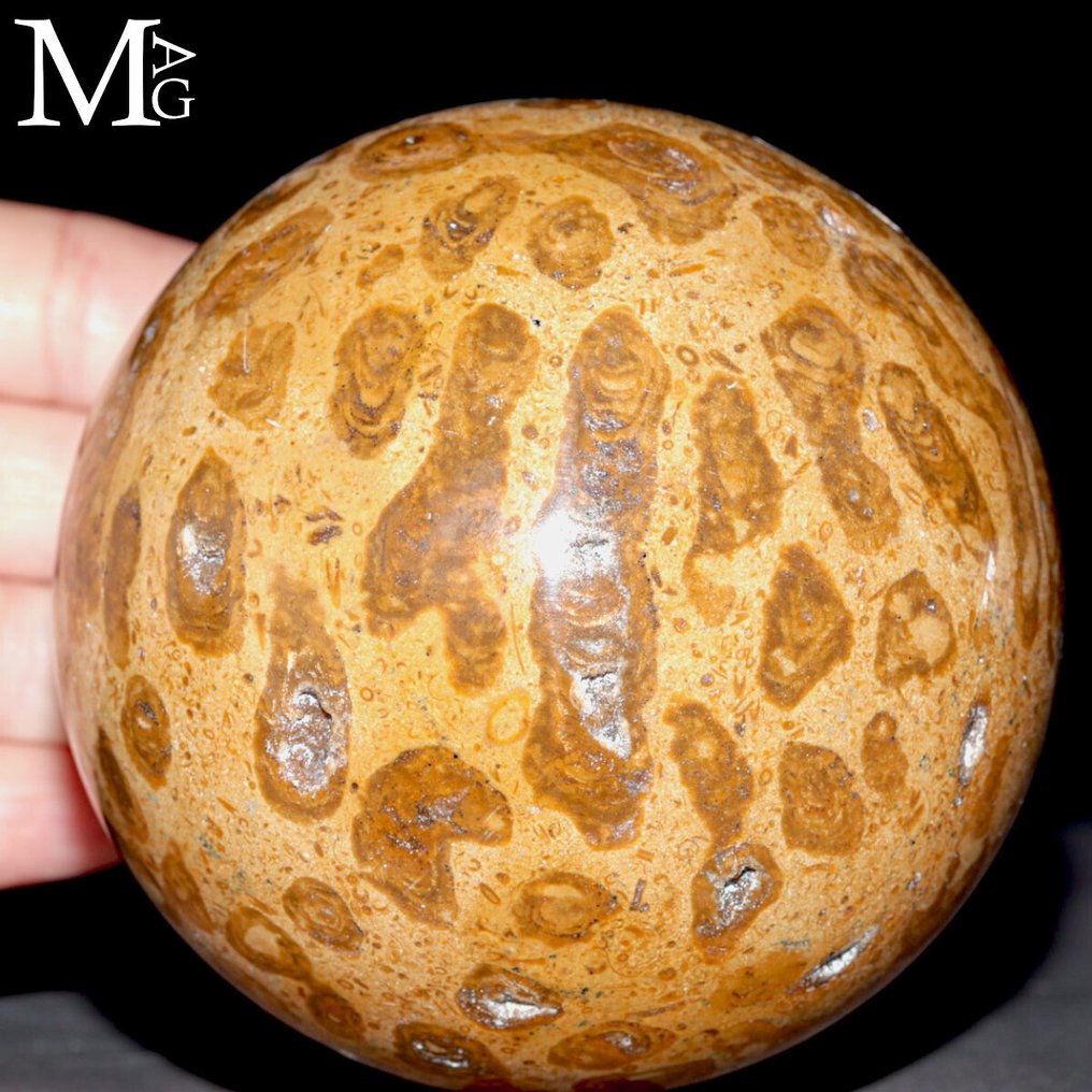 化石珊瑚球体 - 雕刻的孔口化石珊瑚 - 高度: 92 mm - 宽度: 92 mm- 1106 g #1.0