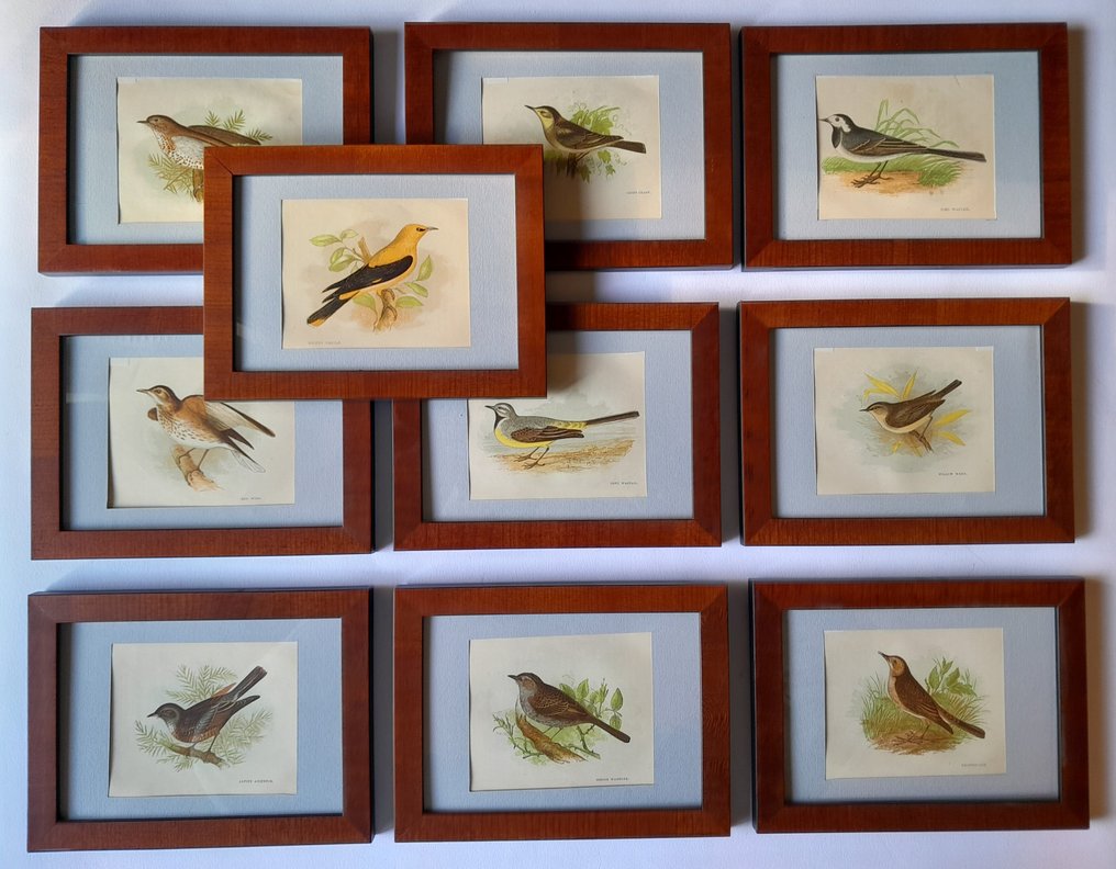 Anne Pratt - A set of ten mounted and framed original plates from "Our native Songsters" by Anne Pratt #1.0