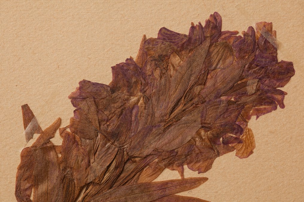 Not applicable - 1 Card #4.3