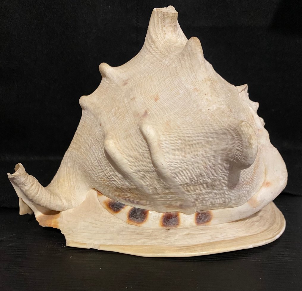Conch Sea shell - Strombi gigas (No Reserve Price) #1.0