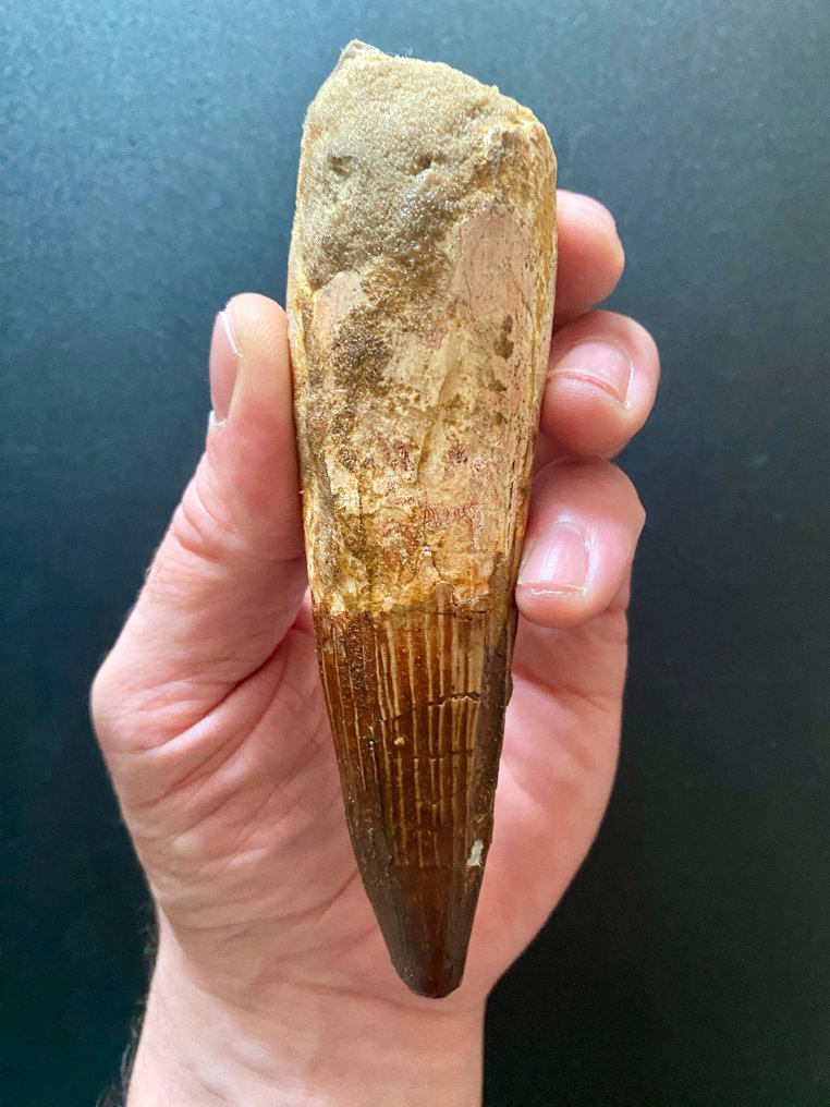 Spinosaur - Fossil tooth - 130 mm - 35 mm #1.0