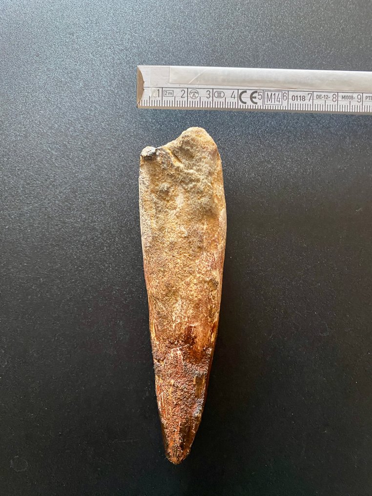 Spinosaur - Fossil tooth - 130 mm - 35 mm #4.3