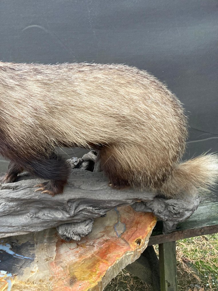 Tasso Allestimento tassidermico a corpo intero - Meles Meles - 56 cm - 85 cm - 28 cm - Specie non CITES - 1 #2.1