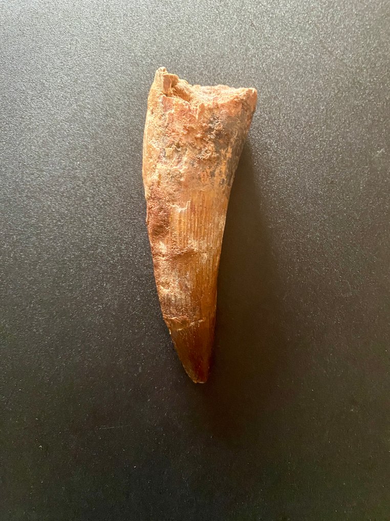 Spinosaurus - Fossil tand - 105 mm - 35 mm #2.1