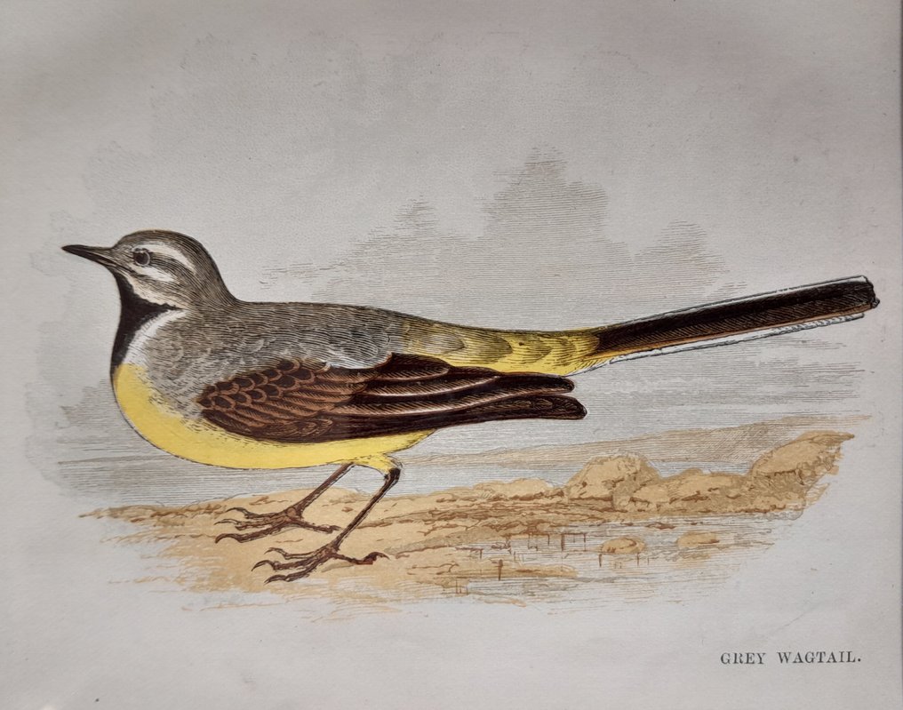 Anne Pratt - A set of ten mounted and framed original plates from "Our native Songsters" by Anne Pratt #3.2