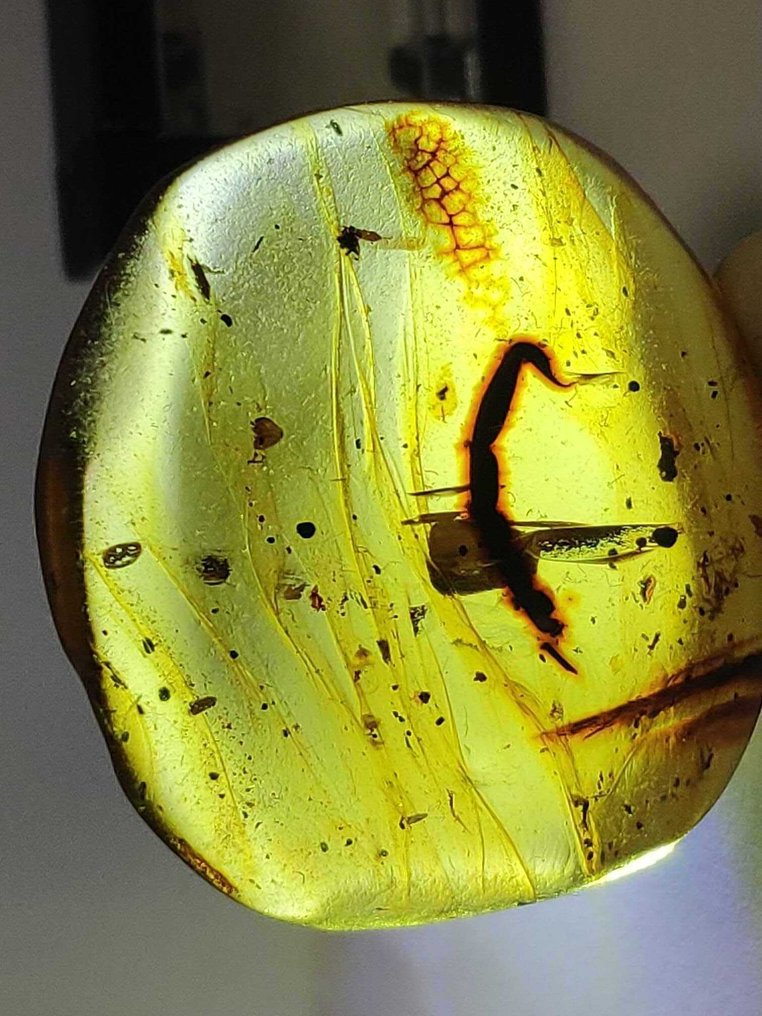 Uma descoberta rara! Uma cauda de escorpião em âmbar dourado de Mianmar. - Cabochão fóssil - 21.7 mm - 15.9 mm  (Sem preço de reserva) #3.2