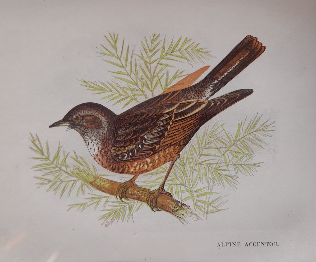 Anne Pratt - A set of ten mounted and framed original plates from "Our native Songsters" by Anne Pratt #2.1