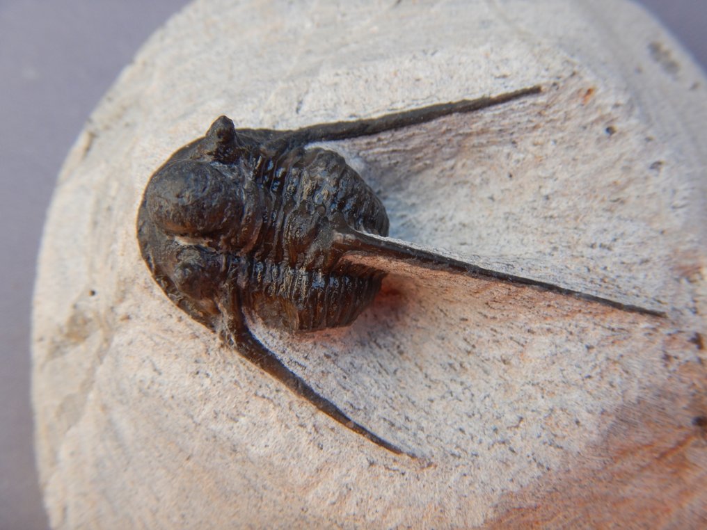 Fossil - Fossilt skelett - Cyphaspis - 5 cm #2.1