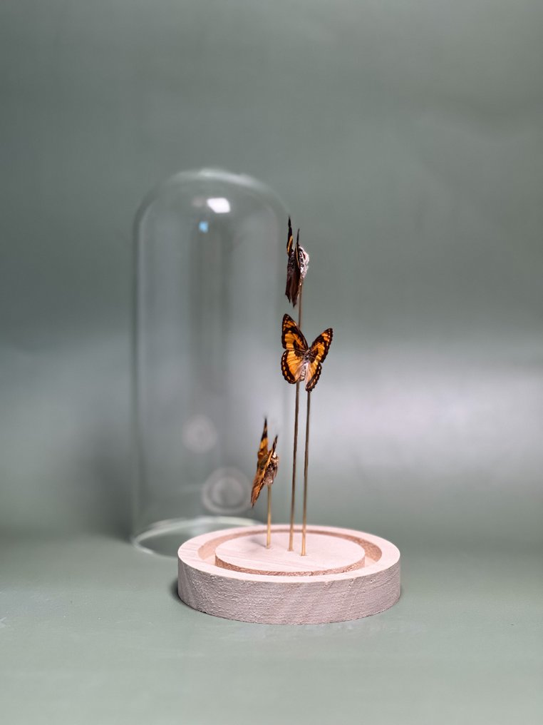 Falena Allestimento tassidermico a corpo intero - Antanartia schaeneia - Byblia anvatara -Hypanartia lethe - 20 cm - 12 cm - 12 cm - Specie non CITES - 1 #2.1