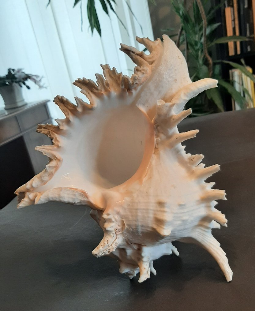 刺蜗牛（Murex） 海贝 - Chircoreus ramosus (Linnaeus, 1758)  (没有保留价) #1.0