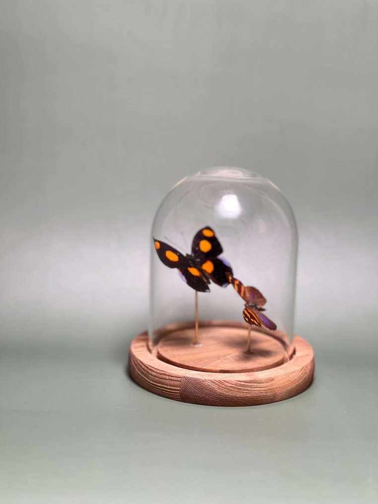 Butterfly Taxidermy full body mount - Catonephele numilia - Epiphile orea - 13.5 cm - 11.5 cm - 11.5 cm - Non-CITES species - 1 #2.1
