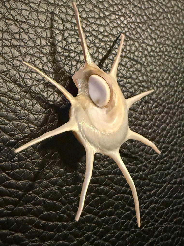 Zeeslak Schelpdier - Guildfordia Yoka  (Zonder Minimumprijs) #3.2