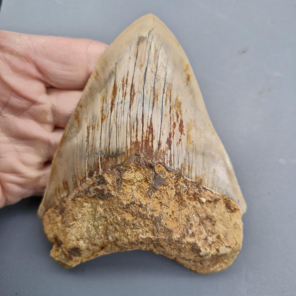 Großer ultra gezahnter Qualitäts-Megalodon-Hai - Fossiler Zahn - Megaselachus megalodon - 133 mm - 106 mm #3.2