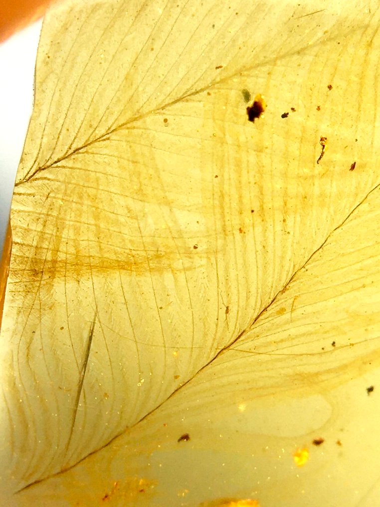 fjer - Rav - 21 mm - 13 mm #2.1