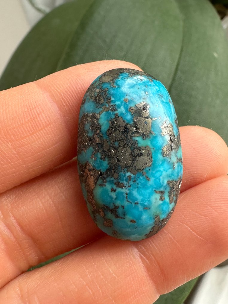 Turquoise Real Gem! Top Color Neishabour Turquoise 43,85 Ct. Large Wonderful Piece. Gem Quality! - Height: 30 mm - Width: 18 mm- 8.77 g #3.2